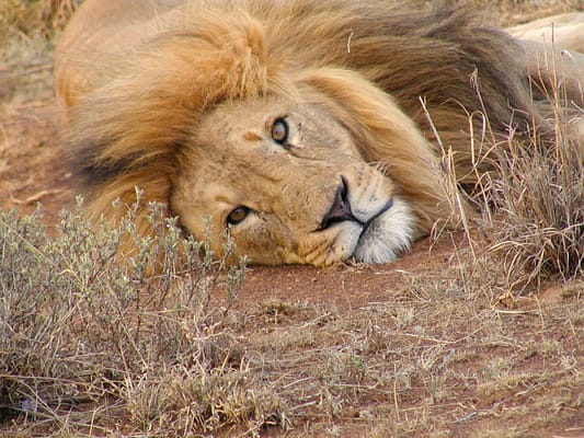 Close up of male lions head laying on the ground