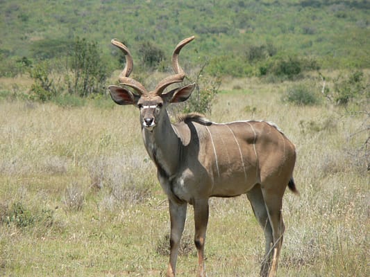 Male Kudu (antelope) looking at camera