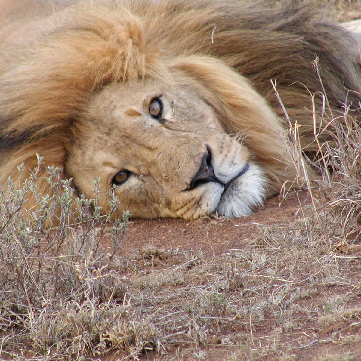 Male lion lying on the ground, looking at the camera