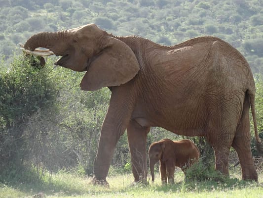 large elephant eating from a tree with calf stood underneath her