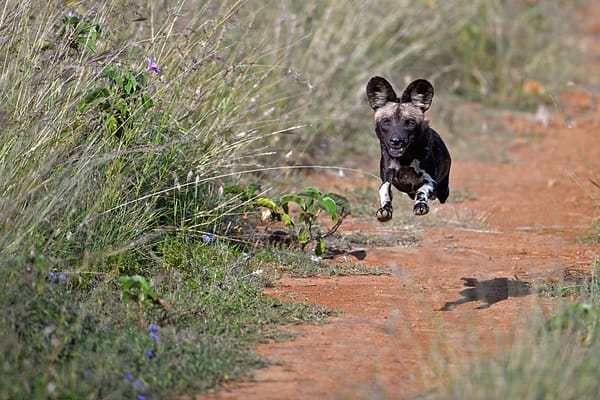 wild dog bounding down a path, mid air shot