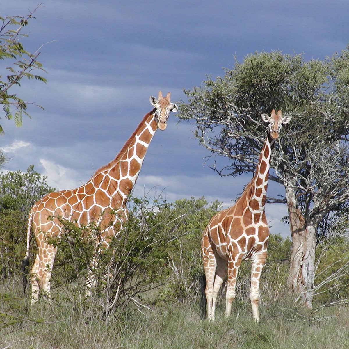 2 giraffe stood by a tree looking at camera
