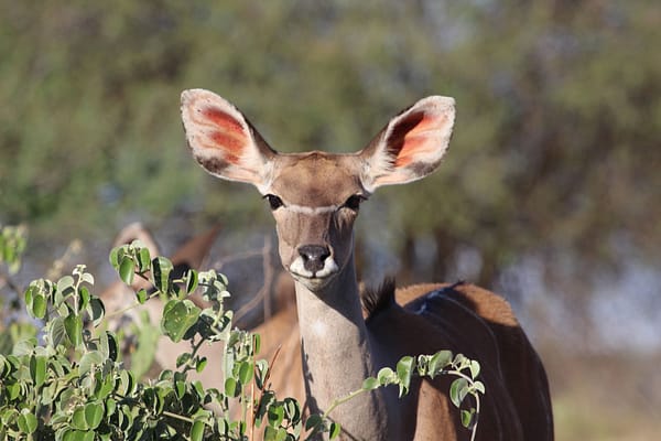 Female Kudu (antelope) looking at camera through the bushland