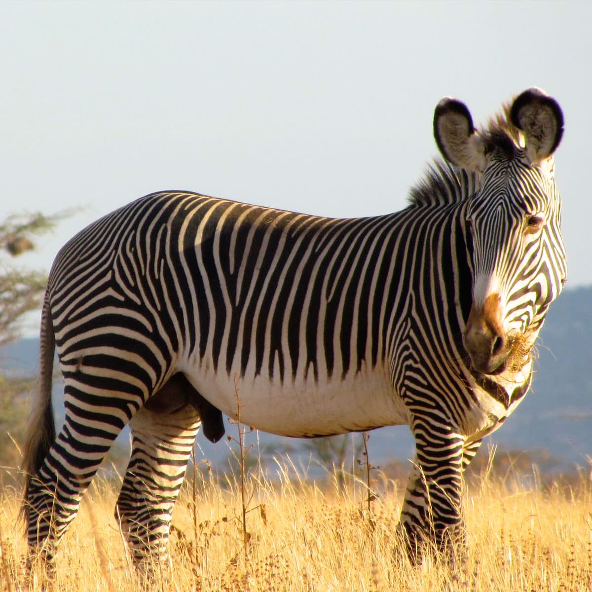 Close up of a zebra on the short grass