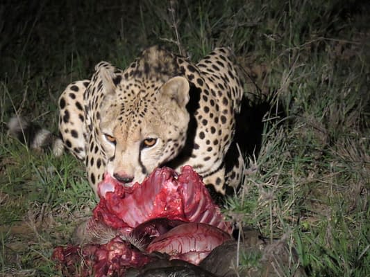 Leopard enjoying dinner at night