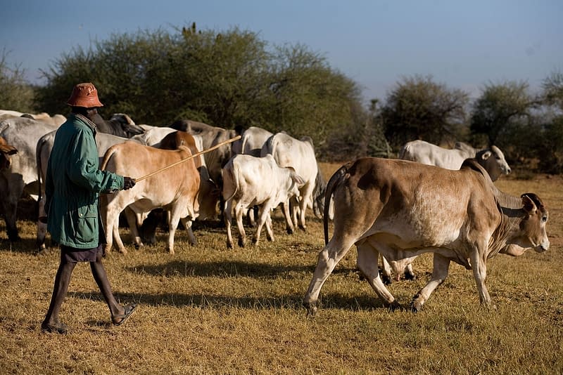 Boran cattle being herded