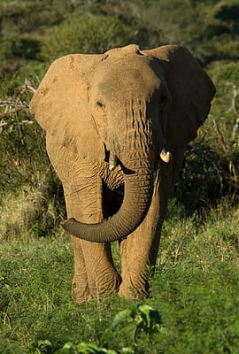 Elephant walking through the grass, front on