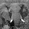 Black and white close up of elephant