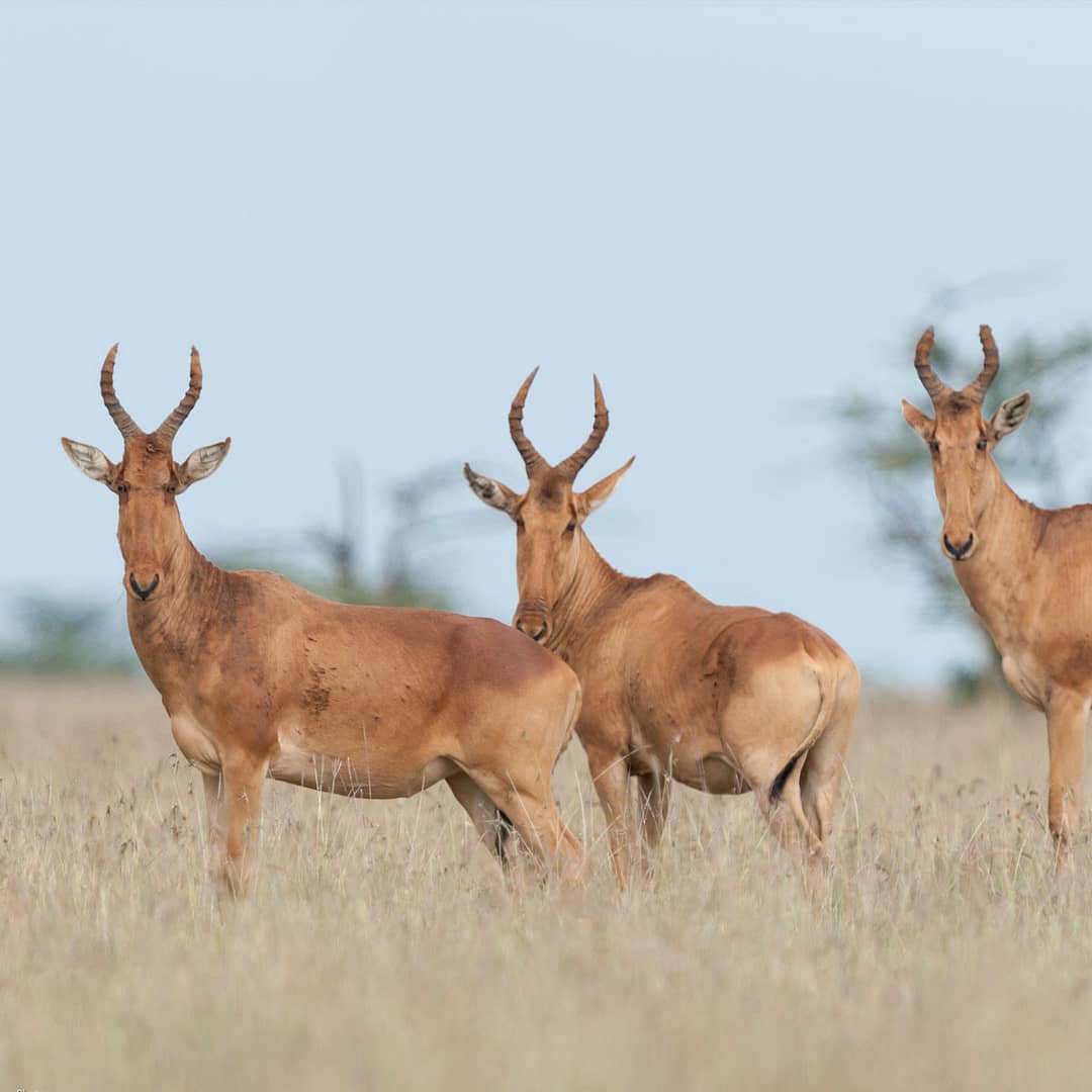 3 antelope looking directly at camera