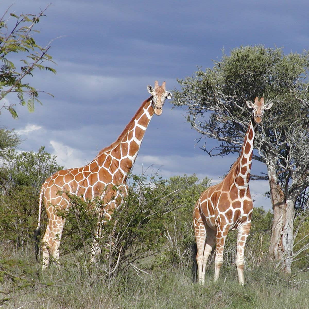 2 giraffes standing in the bush
