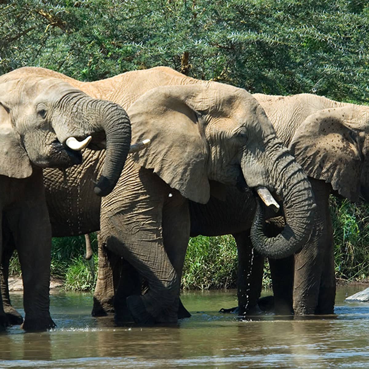 3 elephants drinking from the waterhole
