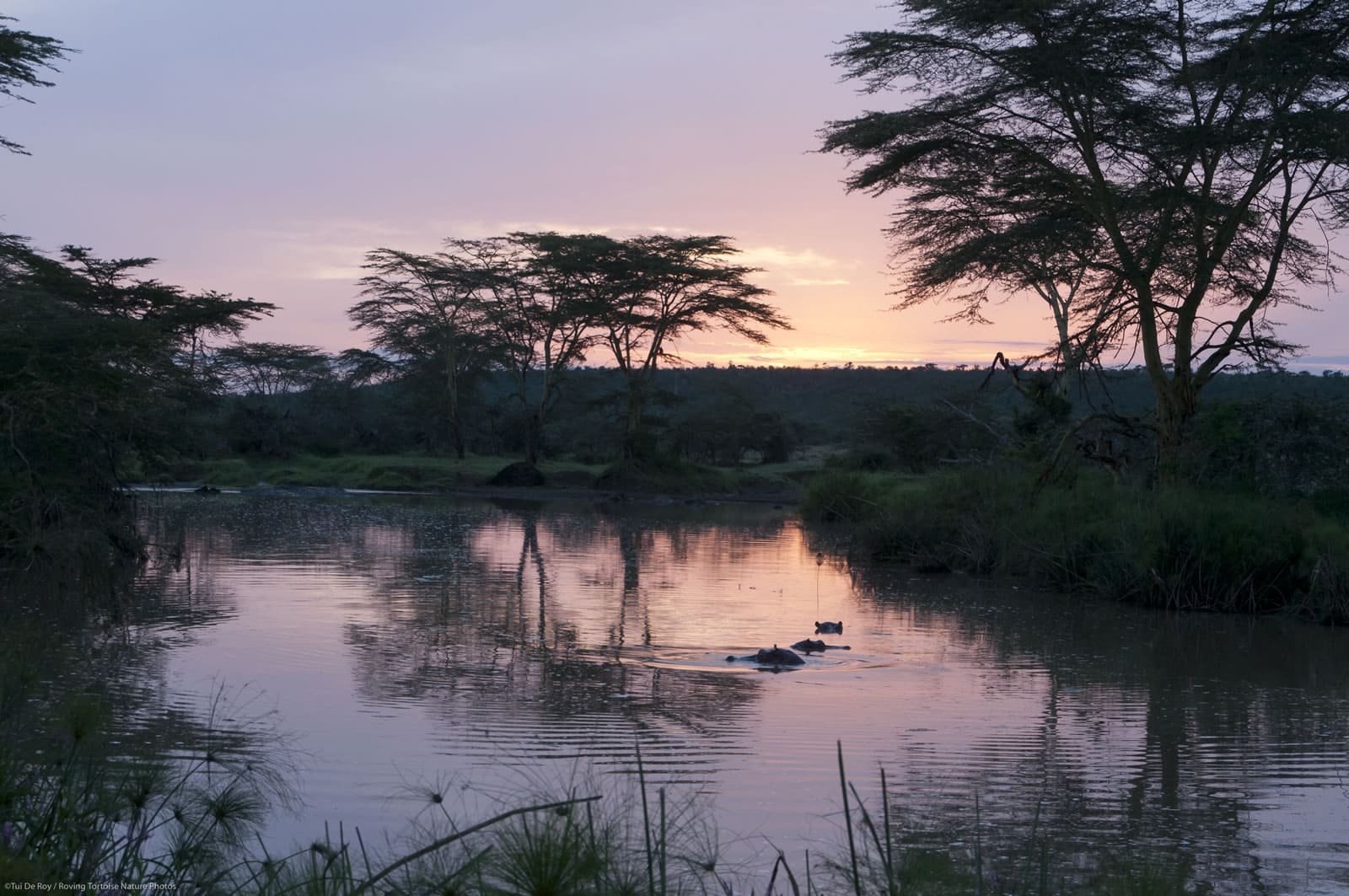 Hippos in the Sosian river at sunset