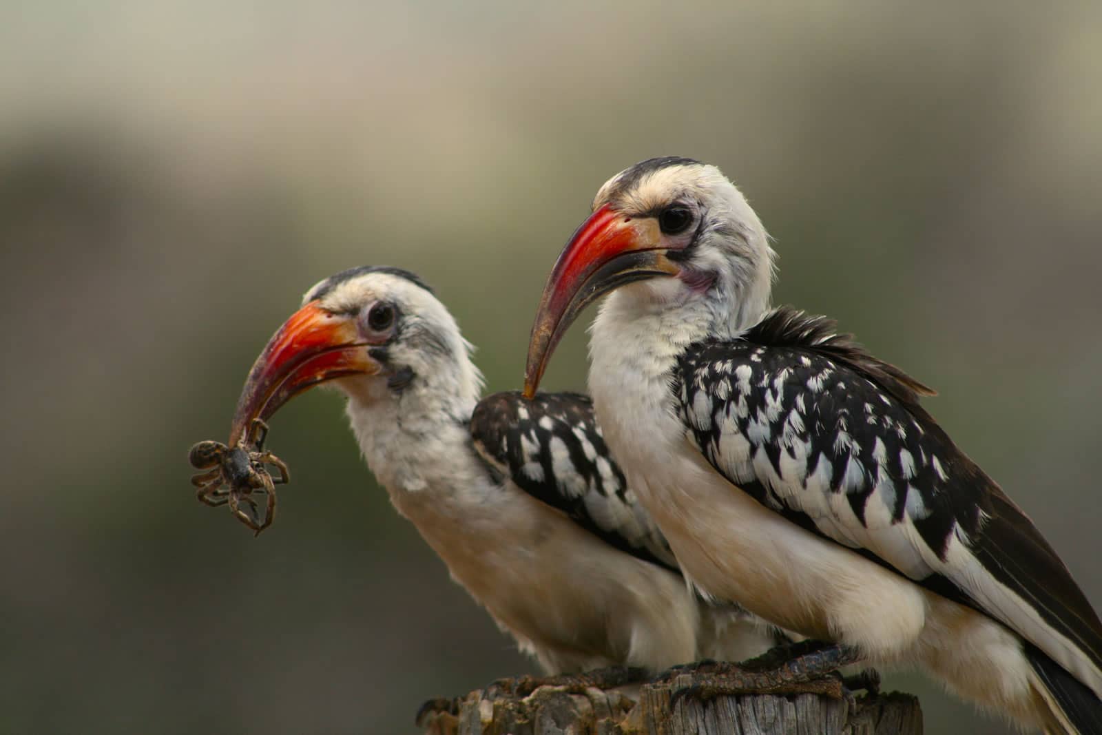 2 red-billed hornbills perched on tree stump