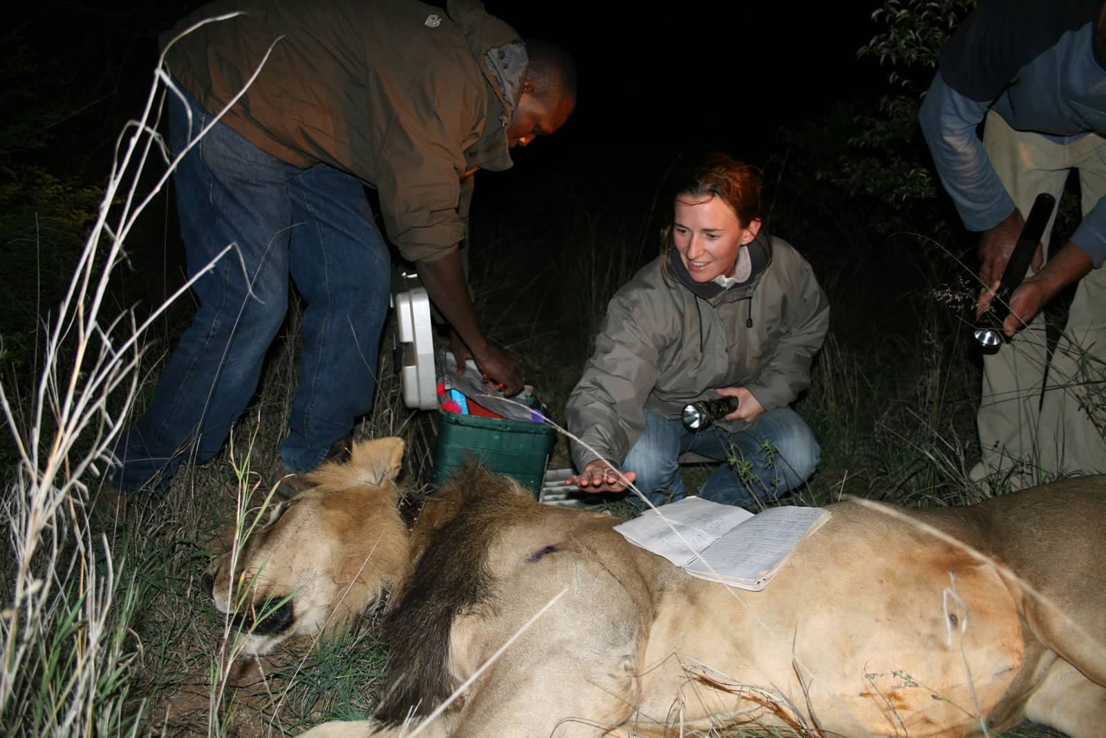 Conservation team collaring a sedated lion at nightime