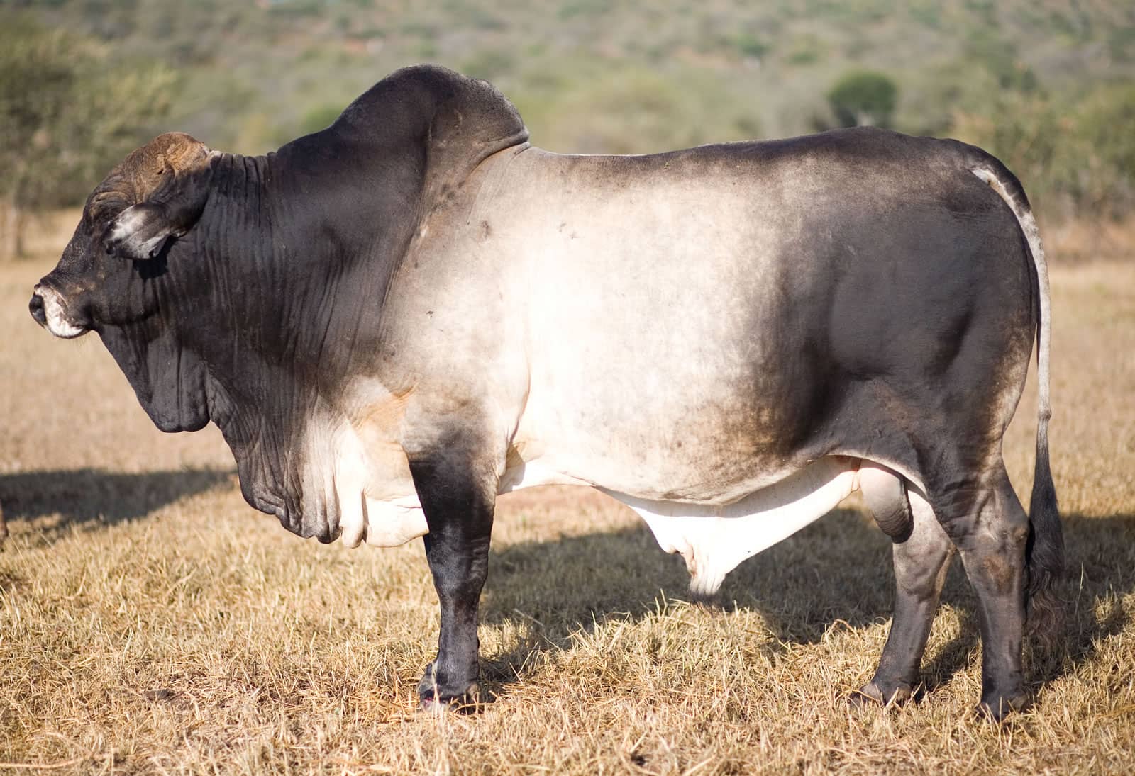 Side profile of one of the Boran Cattle at Sosian Ranch