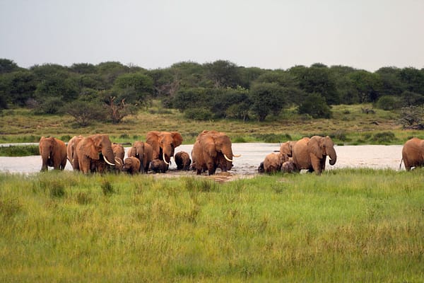 Herd of elephants emerging from the water onto grassland