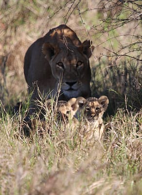 Lioness in the shadows, walking behind two of her cubs in grass land