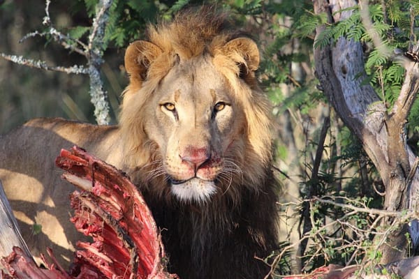 Lion with his prey, looking at camera