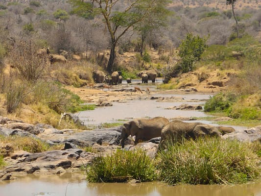 watrehole with 2 elephants drinking in the foreground and the rest of the herd in the background