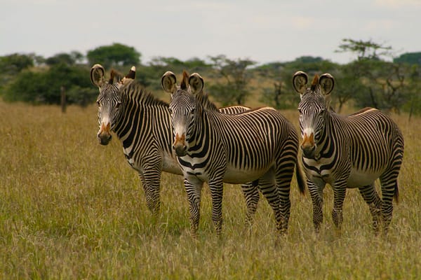 three zebra standing in grassland looking at the camera