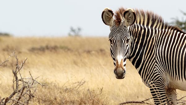 Single zebra side on, tilting head toward the cameta, surrounded by grassland