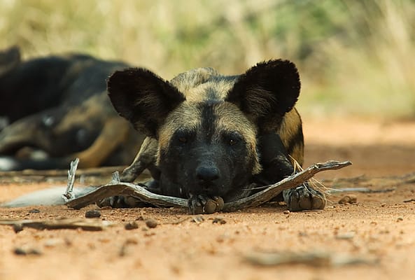 Wild dog lying on the path, chin on a branch, looking at camera