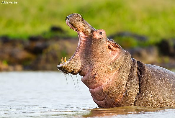 Hippo in water, yawning