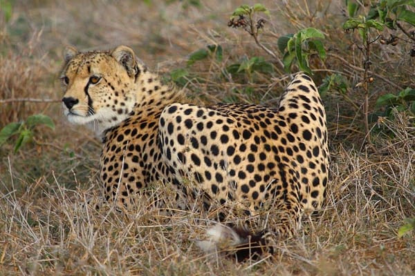 Cheetah sat in the undergrowth