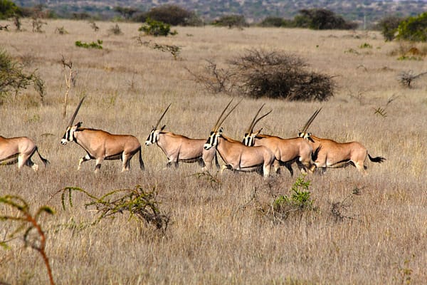 herd of Oryx crossing the grassland
