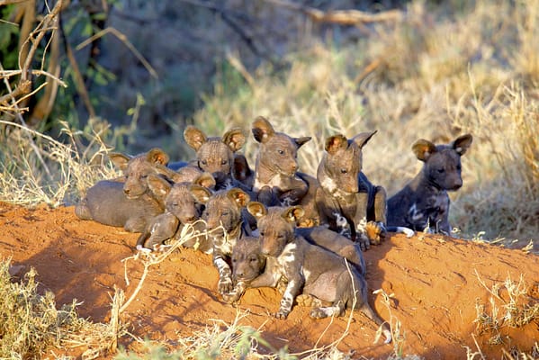 Several tiny wild dog puppies sat together on the ground