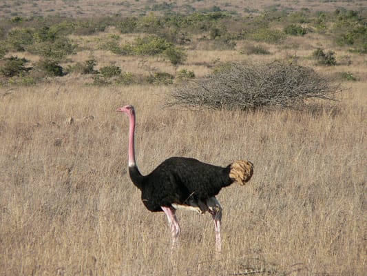 Ostrich in the grassland