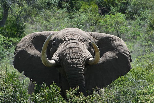 Close up of elephants face poking through the bush
