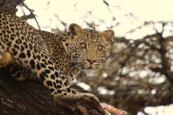 Wide-eyed leopard lying in a tree