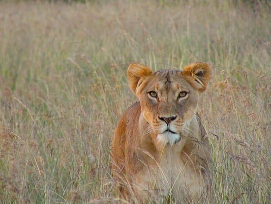 Lioness sat in the grassland