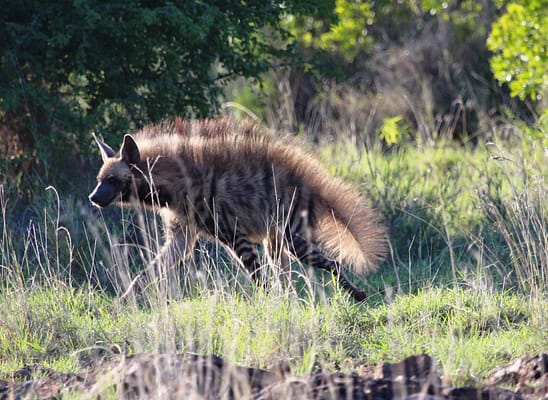 Side profile of striped hyena in the grass