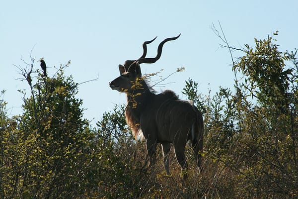 Silhouette of antelope
