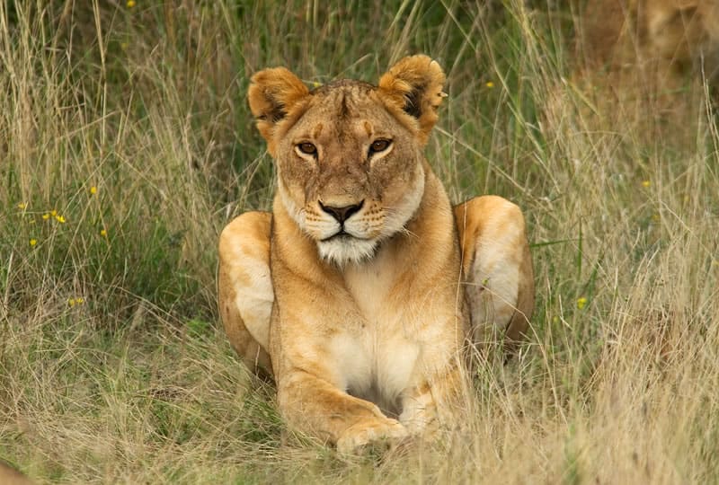 Lioness sat peacefully in the long grass, looking towards the camera