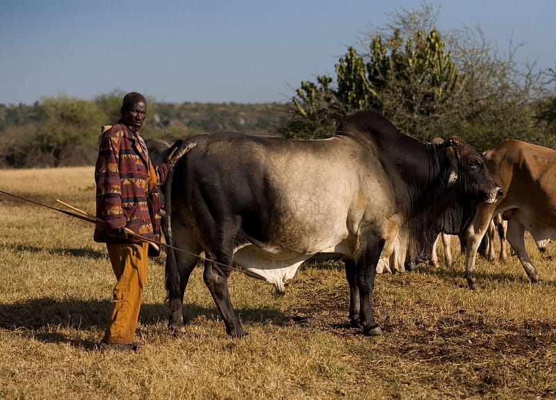 Herder and Boran cow stood by the bushland