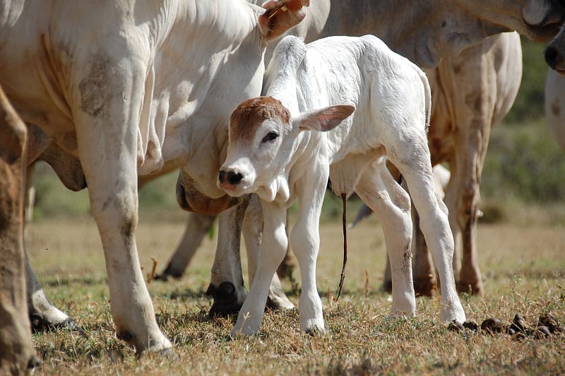 Boran Cattle Calf