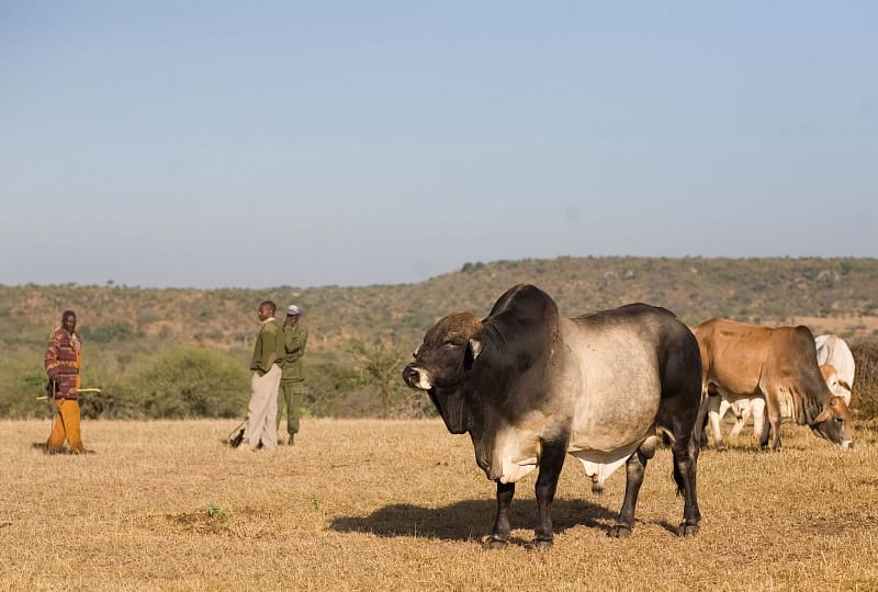 Boran cattle grazing on grassland