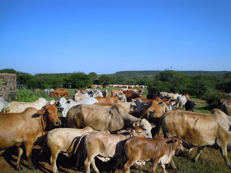herd of Boran Cattle stretching into the background