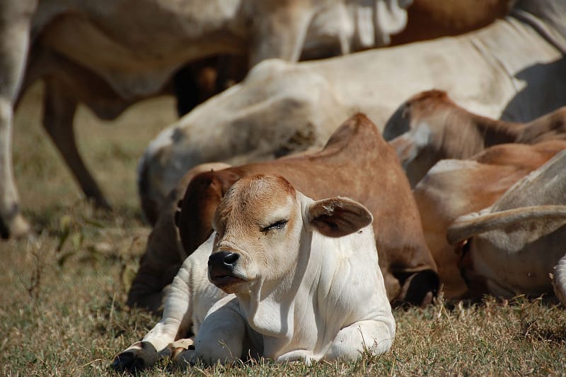 Boran Cattle calf sleeping