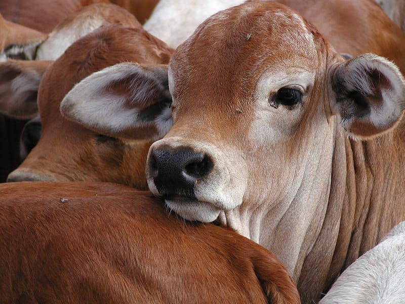 Close up of Boran cattle face