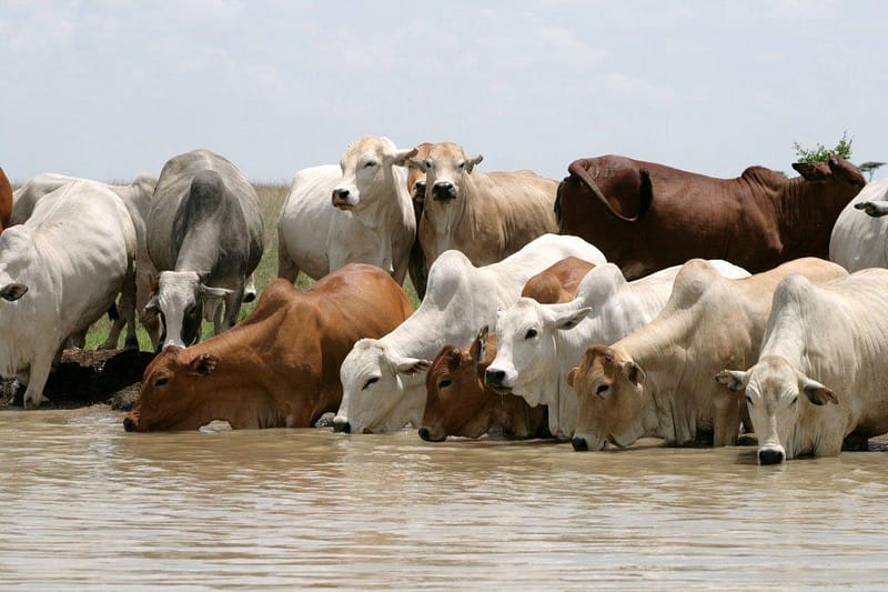 Boran cattle herd drinking at the waterhole