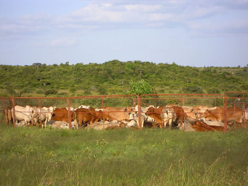 cattle grazing on lush grass